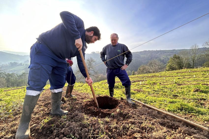 Compromiso y amor por lo nuestro: así trabajamos en nuestras pomaradas de Asturias